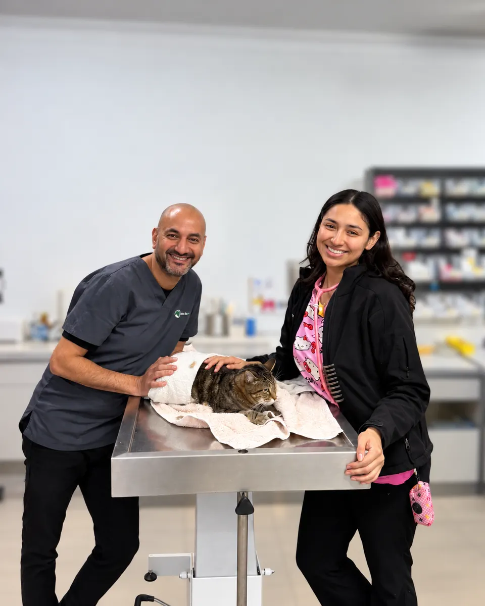 A Vets for Pets veterinarian and nurse with a tabby cat resting on a towel on the treatment table