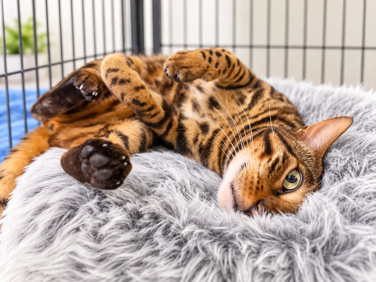 A Bengal cat stretched out on a soft bed in a Vets for Pets boarding suite