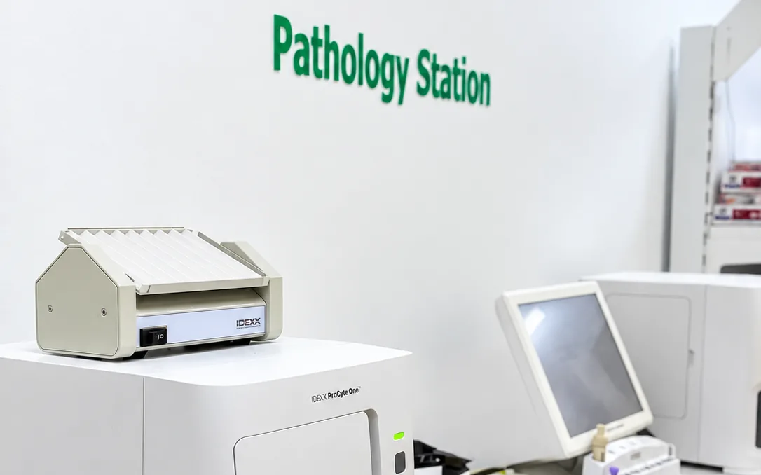 The in-house Pathology Station at Vets for Pets, with blood analysers on the bench