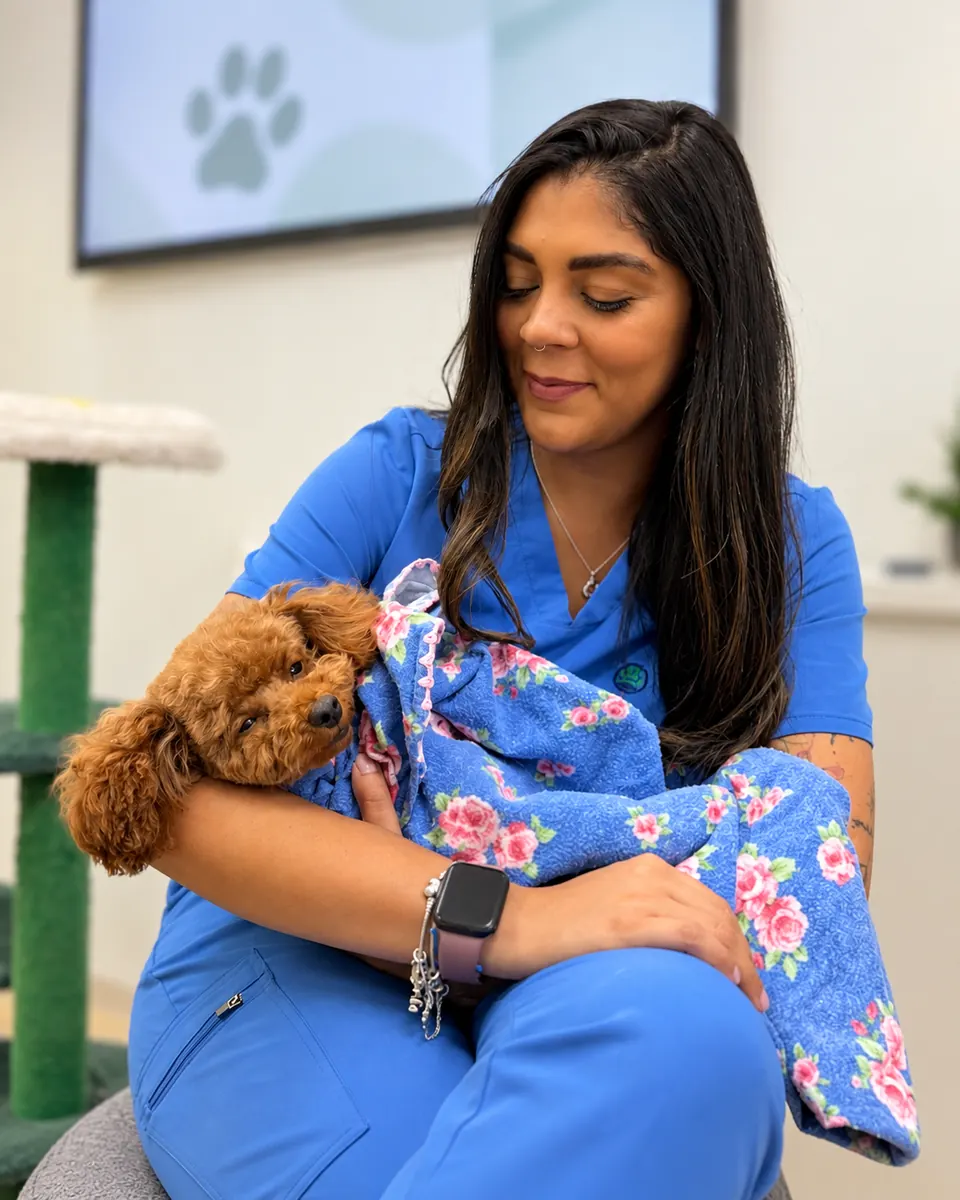 A Vets for Pets nurse cradling a small poodle wrapped in a blanket
