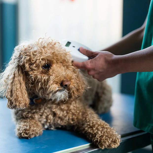 A curly-coated dog on the examination table while a veterinary team member scans for its microchip
