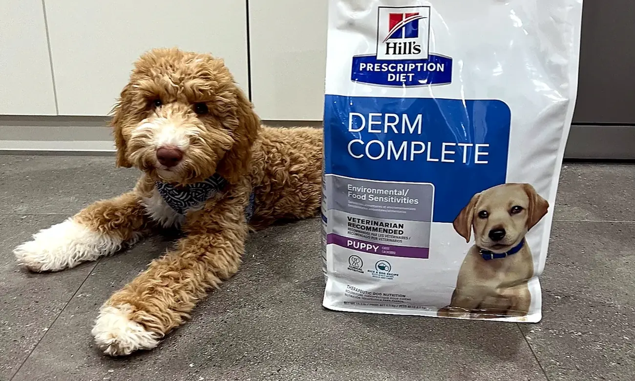 A dog beside a veterinary nutrition diet in a Vets for Pets clinic