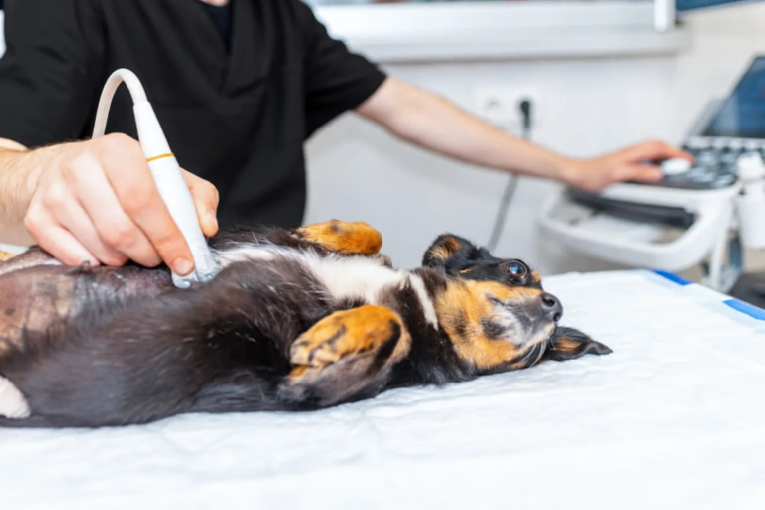 A small dog lying on its back on a padded table while a veterinarian performs an abdominal ultrasound
